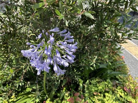 Photo, agapanthus, murasaki kunsiran, perennial grass, 
