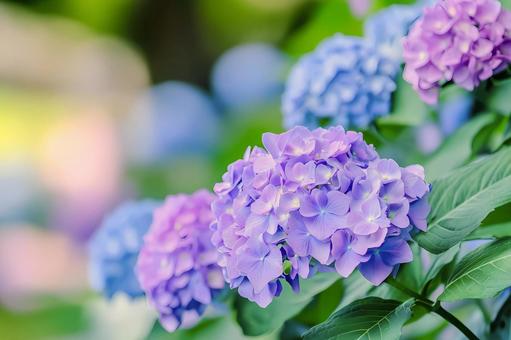 ピンクと青が美しく調和したあじさいの花 ピンクと青が美しく調和したあじさいの花の写真