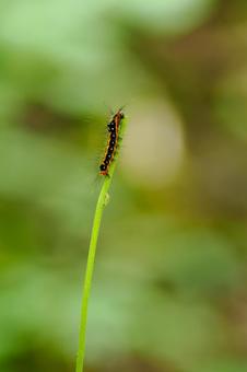 モンシロドクガの幼虫 モンシロドクガの幼虫 幼虫,毛虫,蛾の写真素材