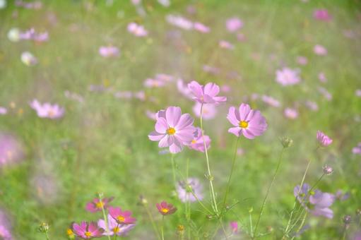 コスモスとグリーンの写真