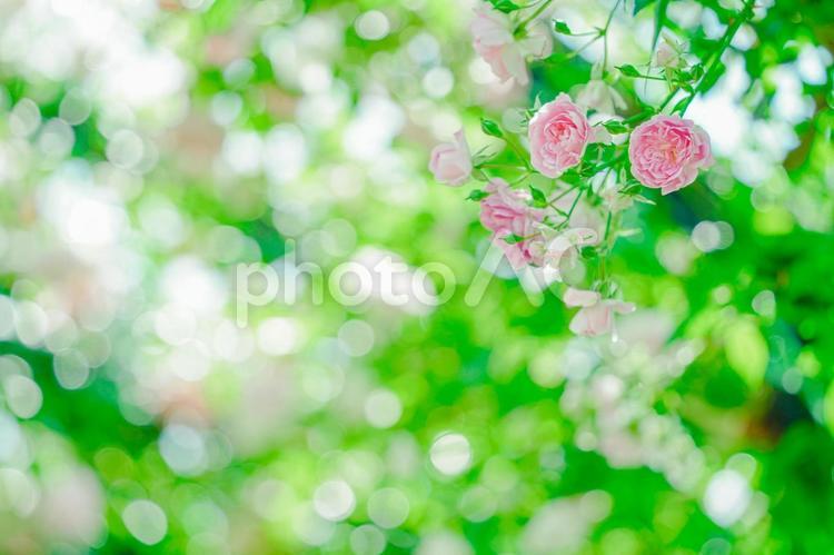 キラキラ輝く木漏れ日とピンクの薔薇３ 薔薇,バラ,花の写真素材