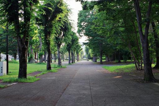 夏の公園にて 夏の公園にて 公園,夏,木立の写真素材