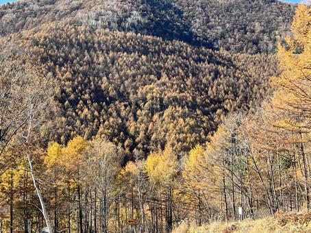 秋の山肌 秋の山肌 秋の山,黄葉,秋の写真素材