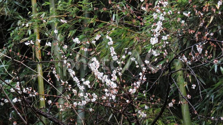 梅花、雨に濡れる 和風,早春,春の写真素材