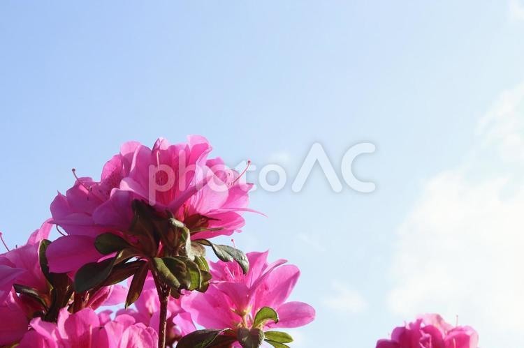 青い空と赤いつつじ 春,自然,晴れの写真素材
