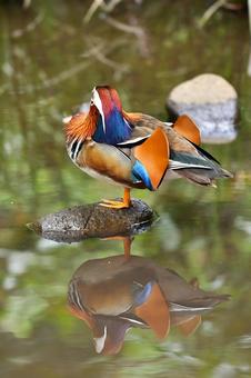オシドリ オシドリ 鳥,オシドリ,おしどりの写真素材