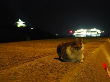 野良猫 野良猫 猫,香箱座り,鞆の浦の猫の写真素材