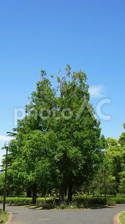 公園の大きな木・森林浴 木,空,大きなの写真素材