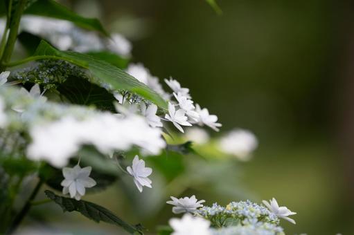 紫陽花の写真