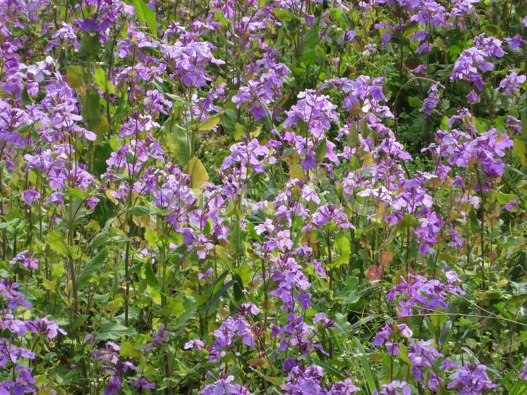 自然公園に自生するオオアラセイトウ オオアラセイトウ,花,植物の写真素材