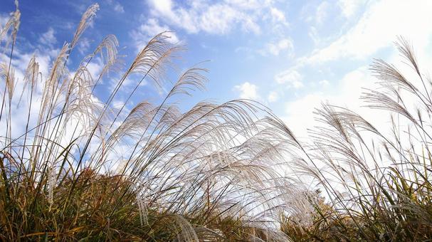 ススキ-93 ススキ,なびく,青空の写真素材