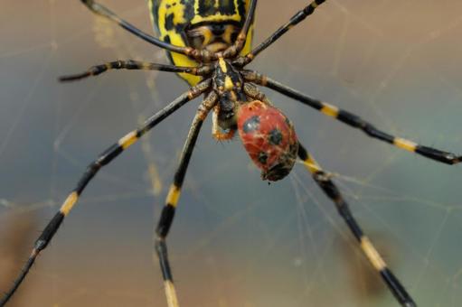 テントウムシを捕らえたジョロウグモ テントウムシを捕らえたジョロウグモ 蜘蛛,昆虫,虫の写真素材
