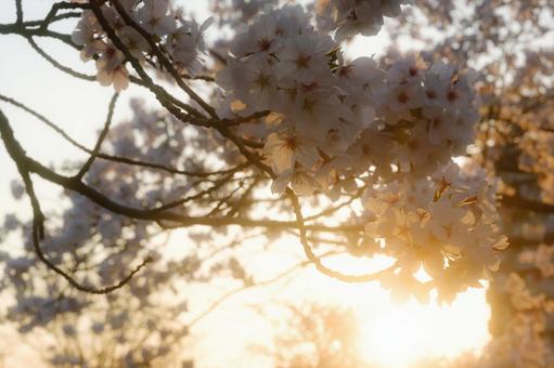 夕暮れの桜 夕暮れの桜の写真