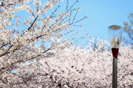 桜 さくら,サクラ,花の写真素材