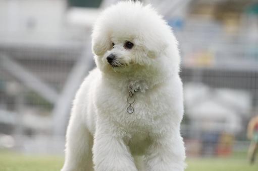 ビションフリーゼのポートレートの写真