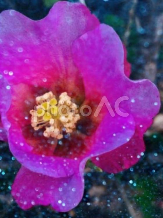 キラキラの花の背景　コピースペース 花,ピンク,美しいの写真素材
