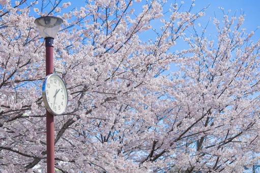 桜 桜,時計,空の写真素材