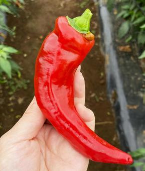 赤パプリカ 赤パプリカ,赤ピーマン,ピーマンの写真素材