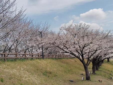 打上治水公園の春 桜,春,公園の写真素材