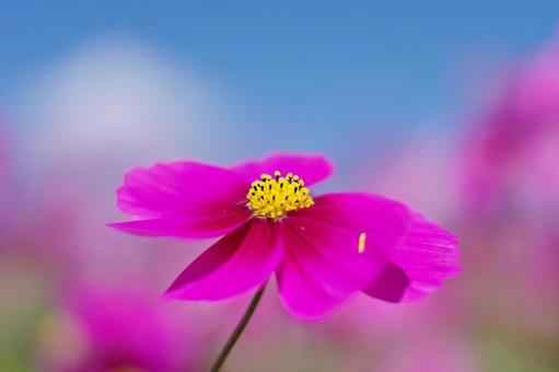 秋桜幻想 秋桜幻想 秋桜,コスモス,花の写真素材