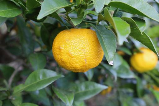 ゆず ゆず,ゆずの木,冬至の写真素材