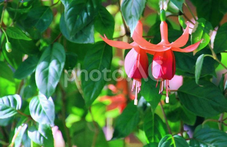 赤～ピンク色のフクシアの花 フクシア,花,赤の写真素材
