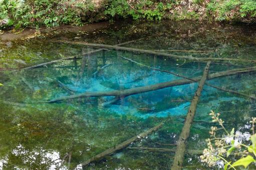 神の子池 神の子池 自然,景色,神の小池の写真素材