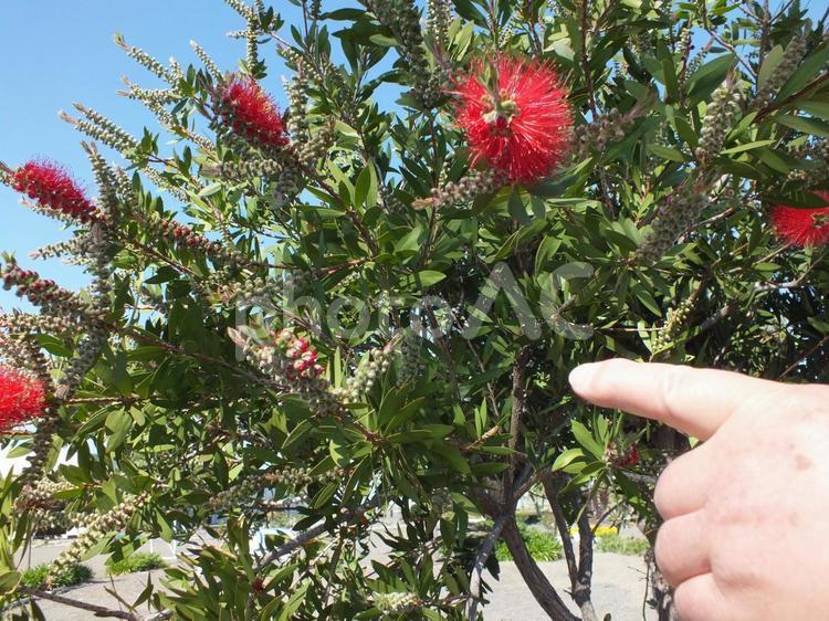 ブラシの木のつぼみが咲きそう 指さし,人差し指,指の写真素材