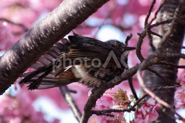桜とヒヨドリの春景色 ヒヨドリ,桜,春の写真素材