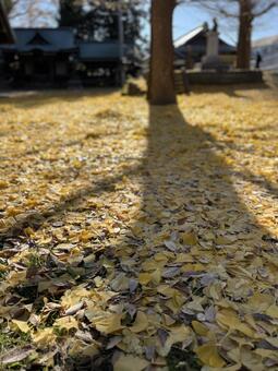 銀杏の葉に広がる影 銀杏,葉っぱ,落葉の写真素材