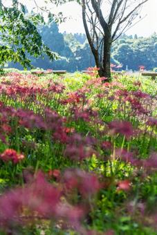 大分県　七ツ森古墳群の彼岸花 ヒガンバナ,ひがんばな,自然の写真素材