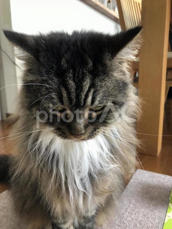 悪戯を怒られ反省する猫 猫,ねこ,可愛いの写真素材