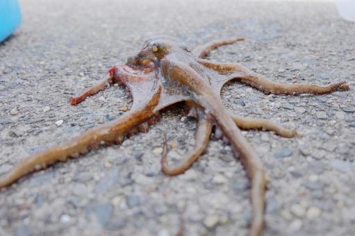 タコ タコ,釣り,海の写真素材