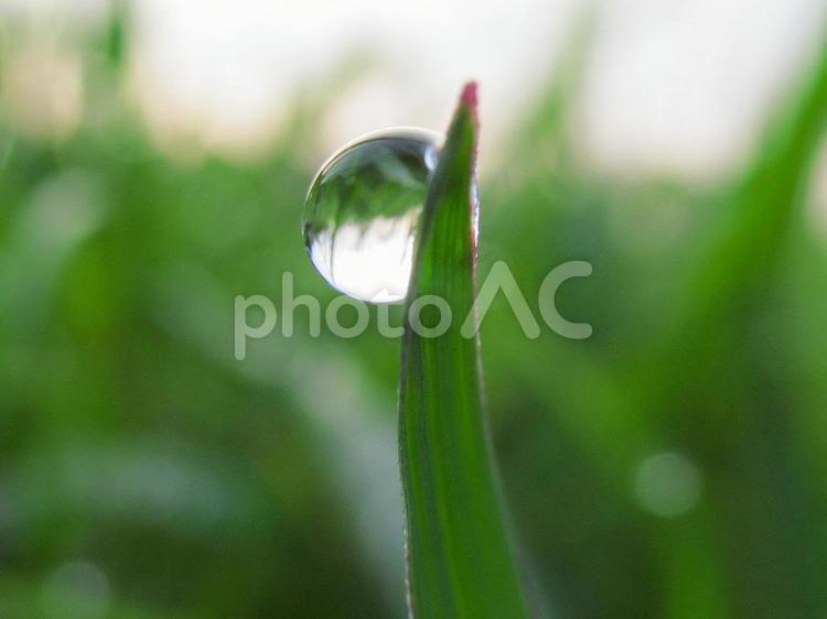 水滴と緑の葉と朝日Water drops 水滴,すいてき,waterの写真素材