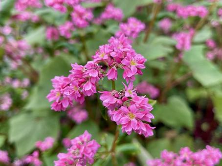 赤ソバの花 ソバ,穀物,タデ科の写真素材