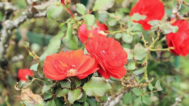河津バカテル公園　秋バラ 薔薇,秋,花の写真素材
