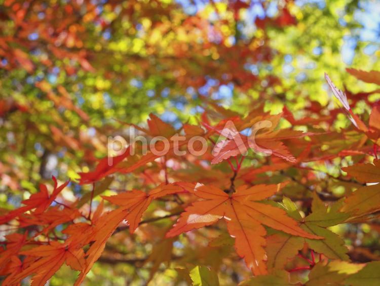 秋の彩り（もみじ） 木漏れ日,日差し,紅葉の写真素材