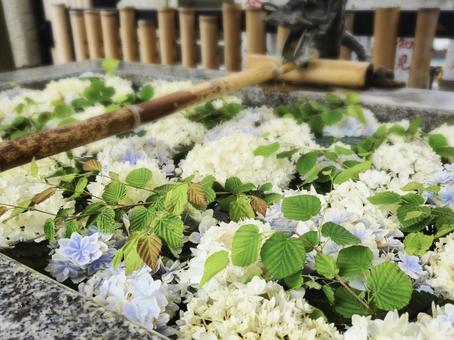 花手水舎 花手水舎 癒し,花,紫陽花の写真素材
