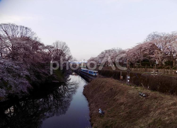 霞城公園と電車 モノクロ,桜,夕暮れの写真素材