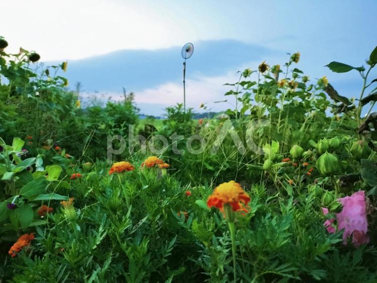 夕暮れの花壇 夕暮れ,夕焼け,夕方の写真素材
