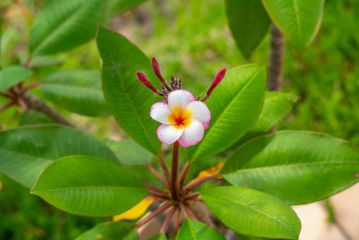 南国の花プルメリア プルメリア,花,植物の写真素材