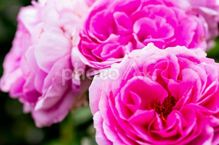 バラ園の風景　薔薇のアップ３ 薔薇,バラ,いろの写真素材
