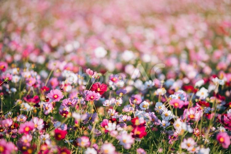 コスモス畑の中で 花,コスモス,植物の写真素材