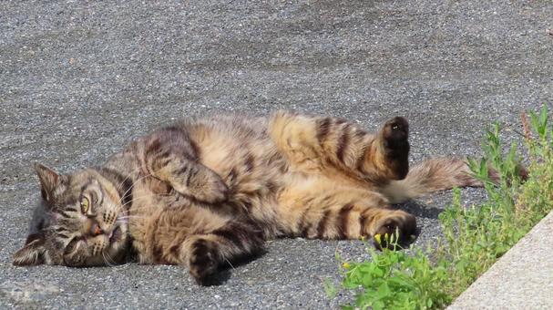 へそ天姿があざといもふもふ過ぎる猫様 へそ天姿があざといもふもふ過ぎる猫様の写真