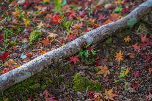 紅葉の絨毯-5 紅葉,絨毯,秋の写真素材