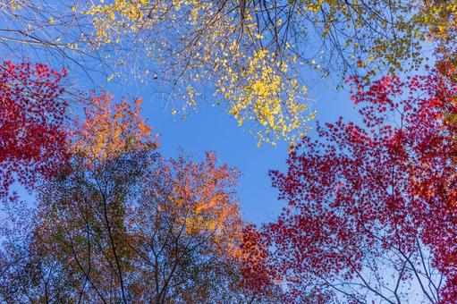 下から見上げた紅葉と青空 下から見上げた紅葉と青空の写真