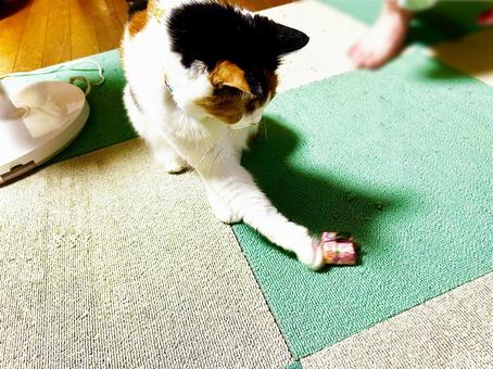 小さなお土産で遊ぶ猫 小さなお土産で遊ぶ猫 三毛猫,calico,ねこの写真素材