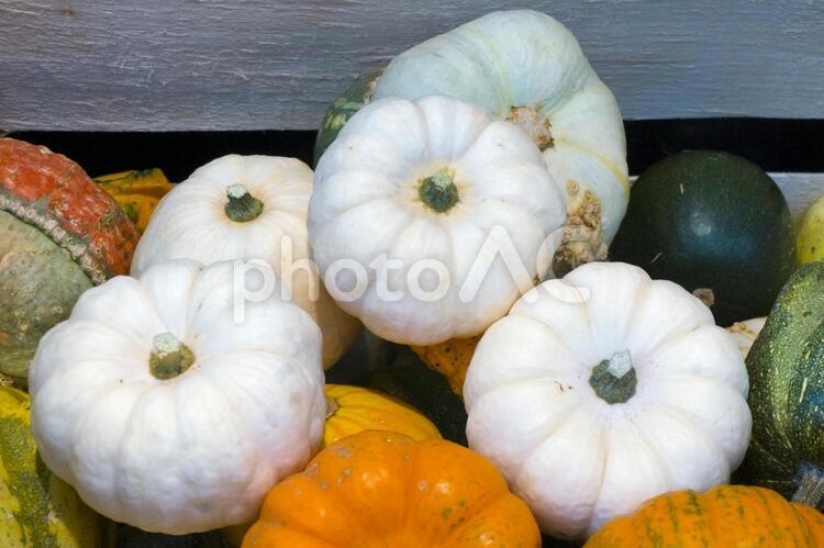 海外の変わったカボチャたち カボチャ,野菜,緑黄色野菜の写真素材