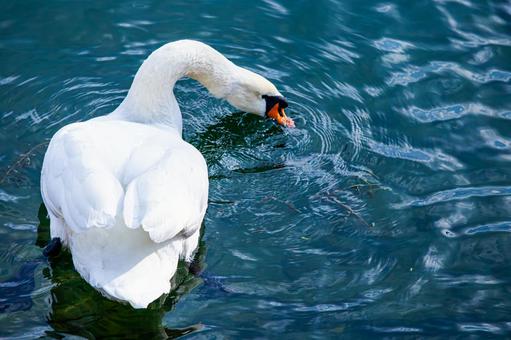 池を泳ぐ白鳥 池を泳ぐ白鳥の写真