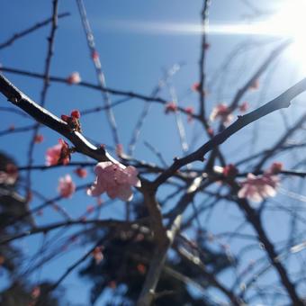 Photo, cherry blossoms, spring, sunshine, 